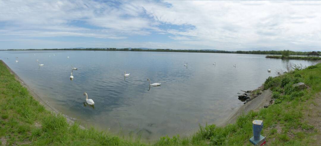 Der Plobsheimer See: Dieser 680 ha gro&szlig;e See aus dem Jahr 1970, mit dem der Wasserstand des Rheins reguliert wird, ist ein Zufluchtsort f&uuml;r V&ouml;gel. Durchschnittlich 8000 Enten und andere Wasserv&ouml;gel (gro&szlig;e Kormorane, H&ouml;ckerschw&auml;ne, Hauben- und Zwergtaucher, Blessh&uuml;hner ...) verbringen hier einen Teil des Jahres.