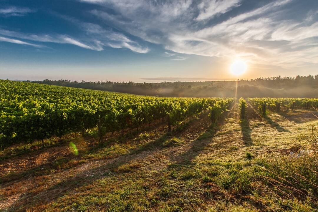 Das Weinbaugebiet von Agen: Im Herzen dieses Weinbaugebiets werden die Buzet-Weine hergestellt. Die Weinberge sind zu beiden Seiten des Flusses Garonne angepflanzt, sodass Sie leicht auf Entdeckungsreise gehen k&ouml;nnen.